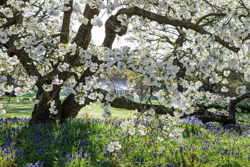 The Rhs Blossom Makes Everything Better This Is Prunus Shirotae Underplanted With Bluebells Muscari A Joy To Behold T Co 9qryzqqkkv T Co Ecdx2mfl2c