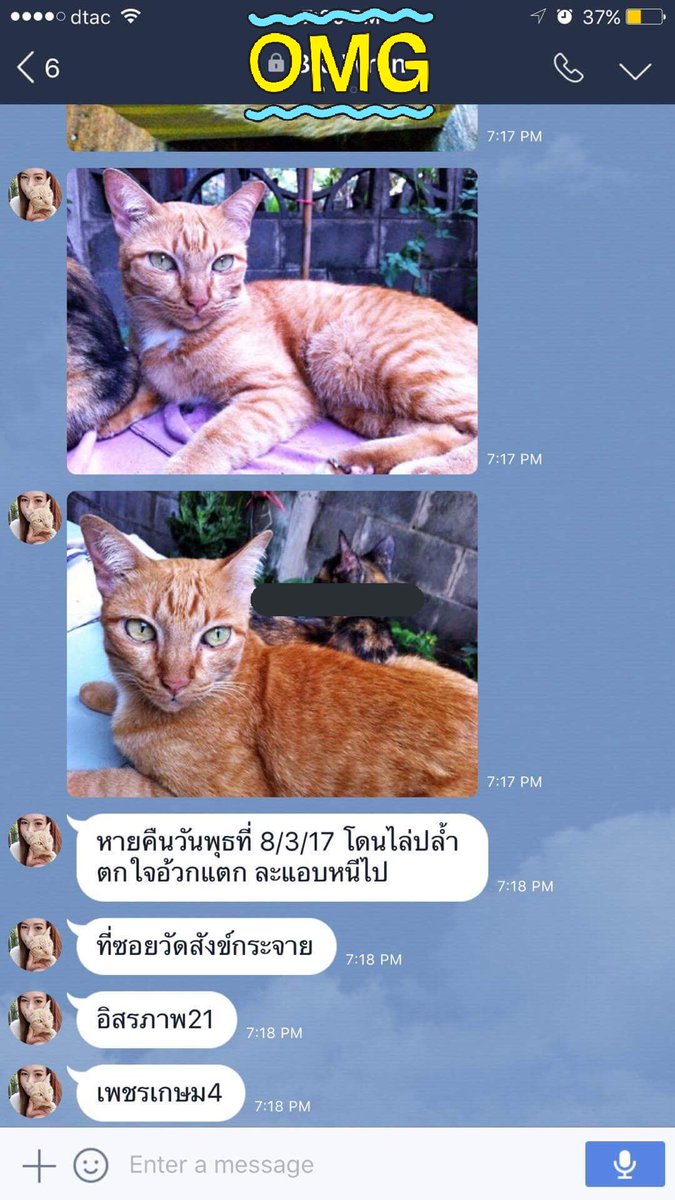 bluesherbet_'s tweet photo. เพื่อนน้องสาวฝาก RT ตามหาแมวค่ะ น้องแมวส้ม หายไปจากซอยวัดสังข์กระจาย อิสรภาพ21 เพชรเกษม4 ตั้งแต่วันที่ 8 มีนา ขอบคุณค่ะ https://t.co/BGbAsY99Vo