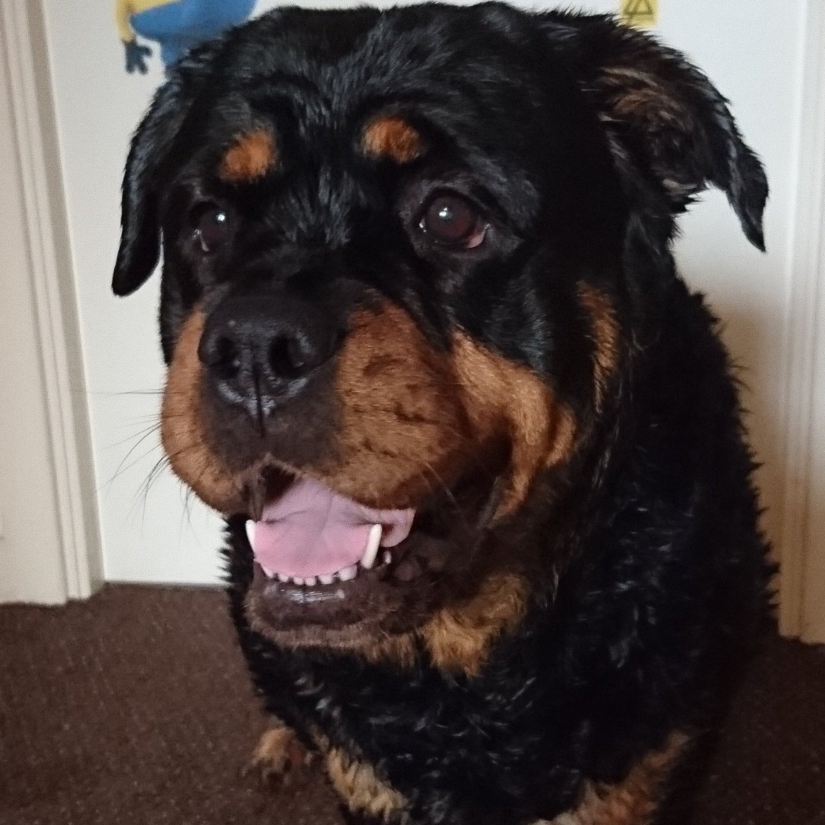 Kirsty2mac's tweet photo. Zeva's 6th birthday..she's the best dog ever xx https://t.co/7aoXBuVbsi