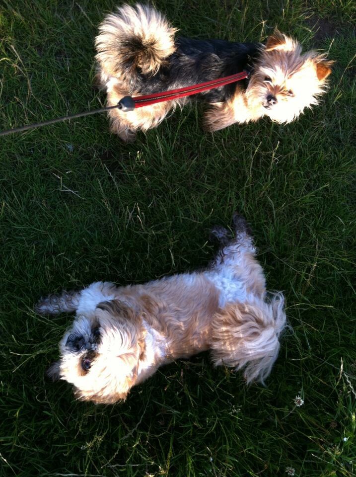 MikaPuddin's tweet image. Yin and Yang! #woofwoofwednesday #BestFriend #bestie #dogsoftwitter #dogtweets #shihtzu #cuteanimaltweetoff #cutedog #cuteanimals #animals