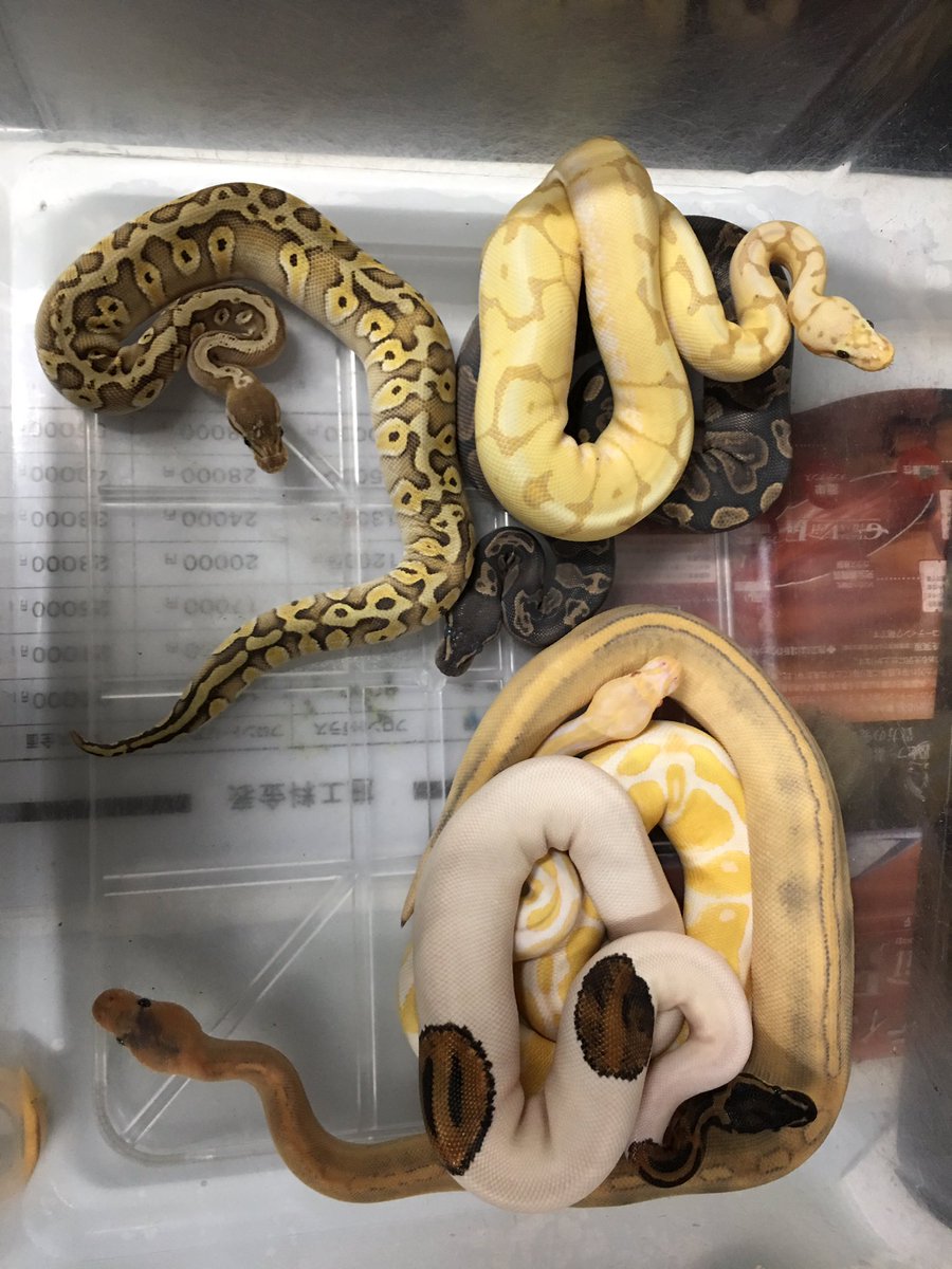 亀蛇羅 状態抜群 ボールパイソン各種いいサイズに成長中 値段は据え置きしてましたが そろそろ値上げしようか検討中 各種各サイズ ヒーター ケージ 冷凍マウスなど在庫してます 初めて飼う方も お気軽にご相談下さい一式揃えてお渡しできます B