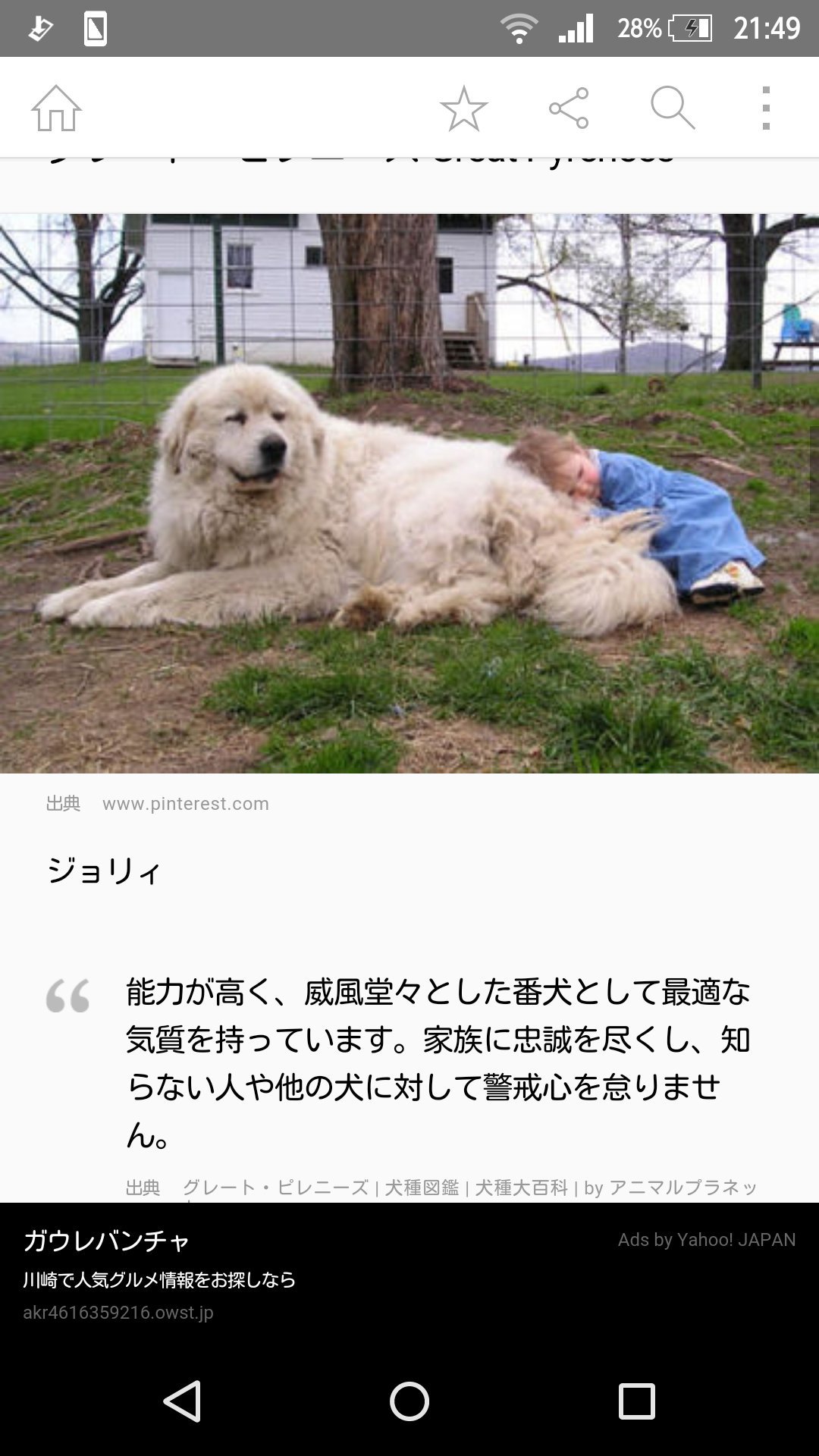 心 柴犬とかゴールデンレトリバーとかプードルとかサモエドとか最高可愛くて撫でくりまわしたい しかも画像可愛くない 大型犬に対して小さい子ども 可愛すぎてむり そう あの ずっと言いたかった いつの間にかぺふぁちゃんにお子さんが居てほんと 心 柴犬とかゴールデンレトリバーとかプードルとかサモエドとか最高可愛くて撫でくりまわしたい しかも画像可愛くない 大型犬に対して小さい子ども 可愛すぎてむり そう あの ずっと言いたかった いつの間にかぺふぁちゃんにお子さんが居てほんと