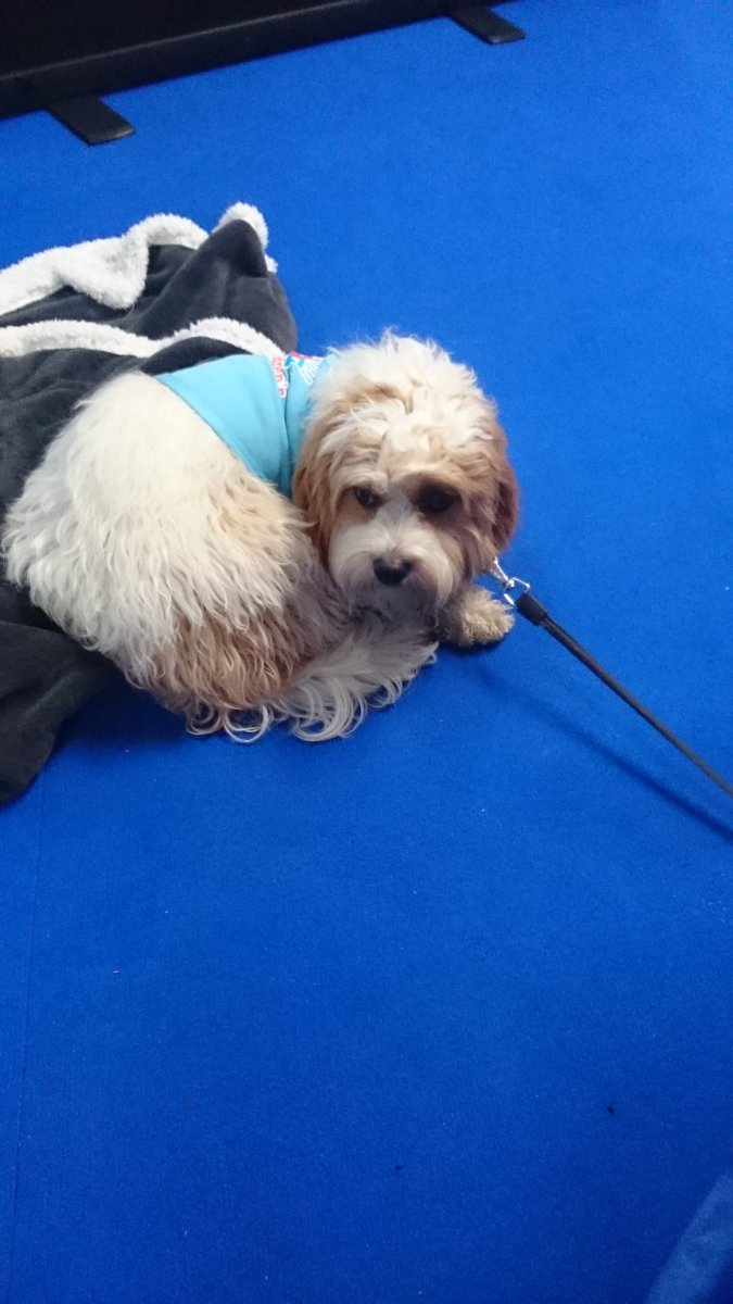 AFHPayroll's tweet photo. Good to see a key member of the @Childrespite team today at #BIGFS2017 in Eastbourne https://t.co/fQznU1lBao