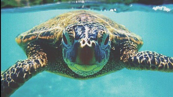 allnaturee's tweet photo. I wish I was here right now ☀️🌴🏖 https://t.co/Cae2MCwxJP