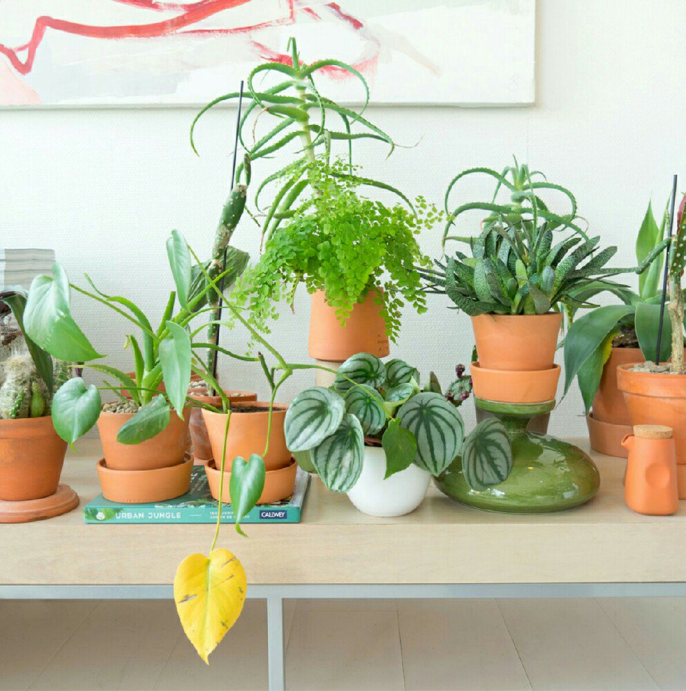 UrbanJungleBlog's tweet photo. Today we're sharing more Green Oasis 💚 in @instagram stories! How do you use @ikeauk products &amp; plants? #IKEAatmine https://t.co/2LlVrD5lf6 https://t.co/Xjq95jDt4U