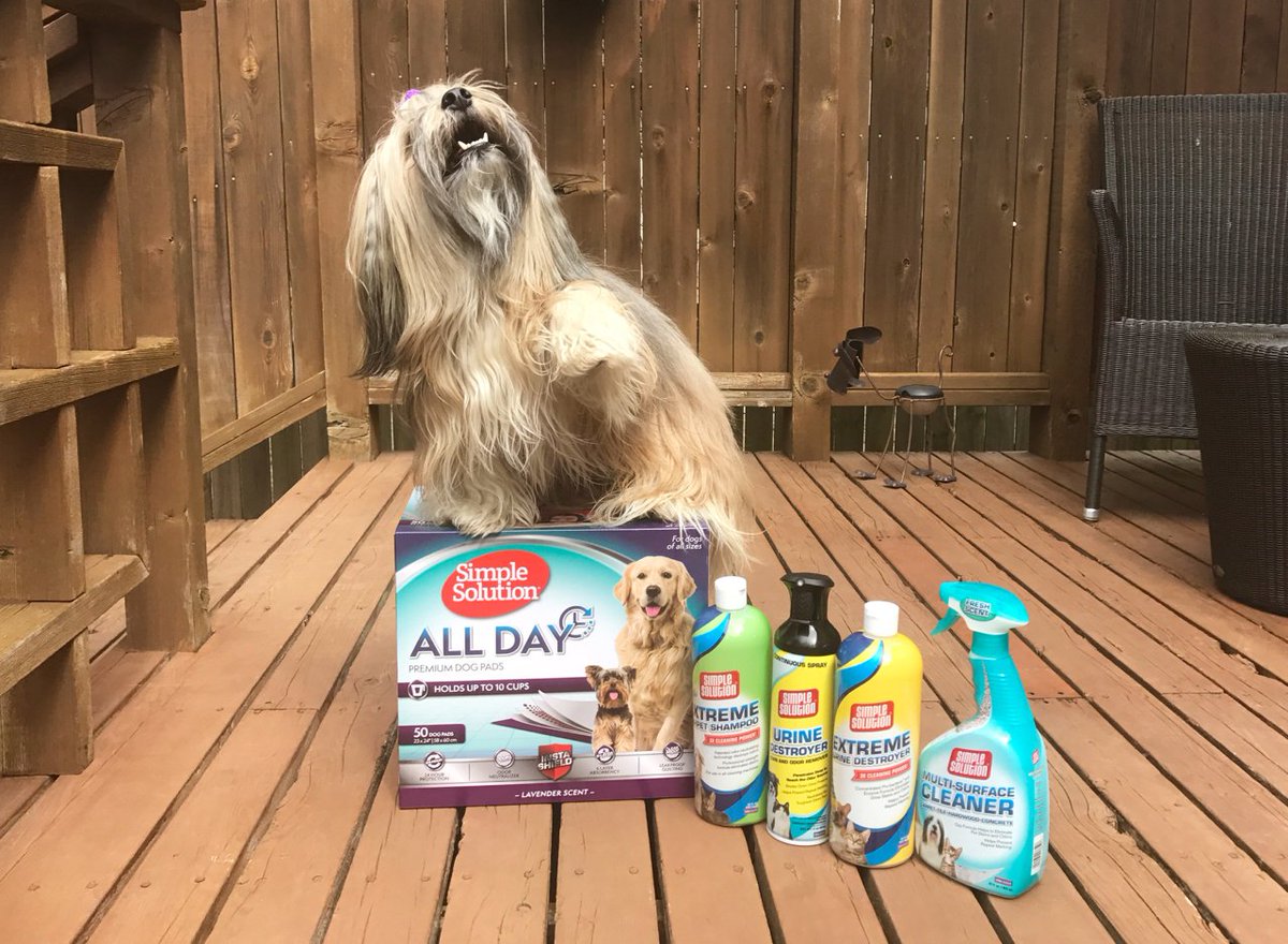 Rocco Havanese tweet media