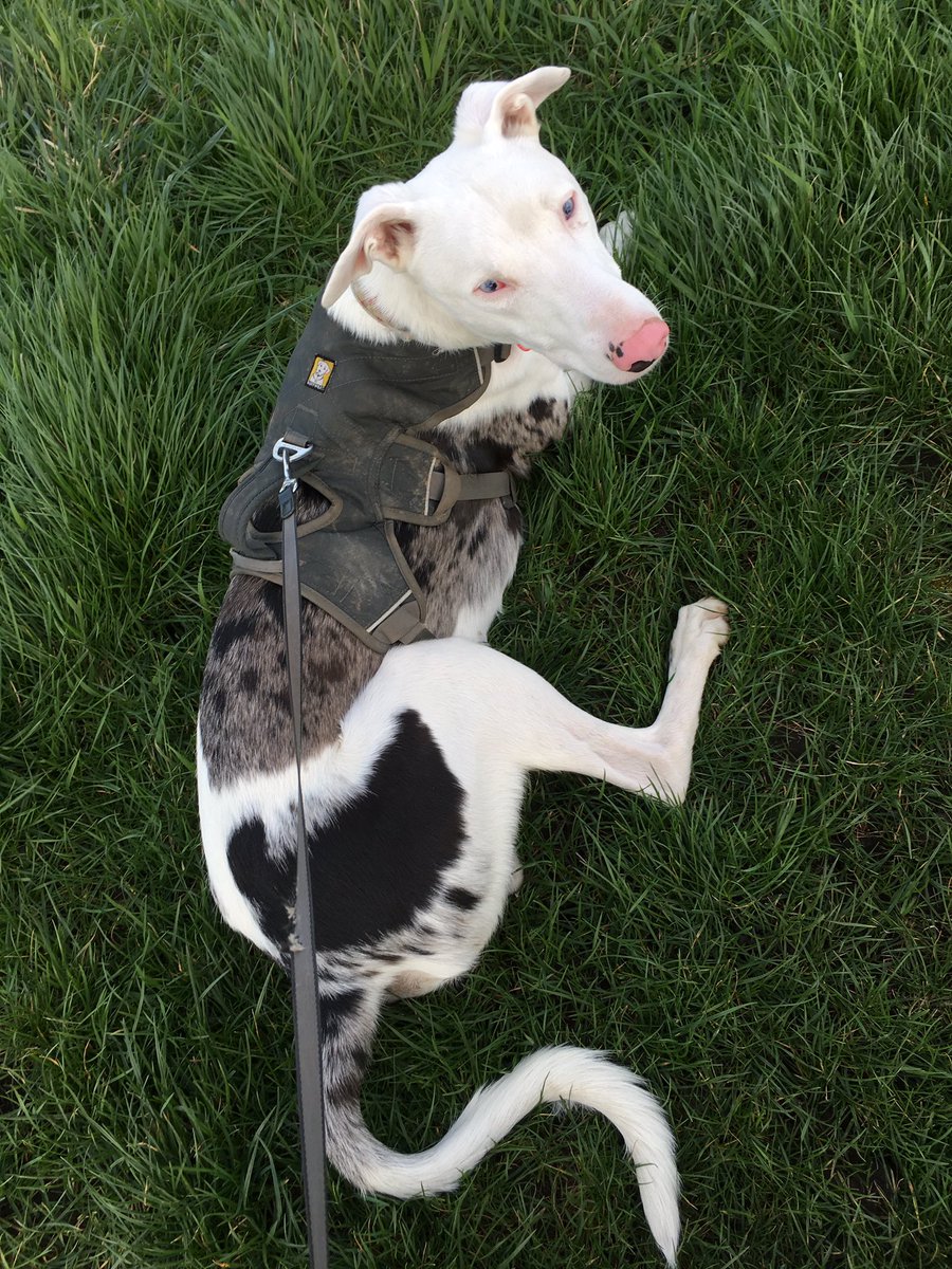 FinleyFishcake's tweet image. Walks should not be just all about the walking. #lazy