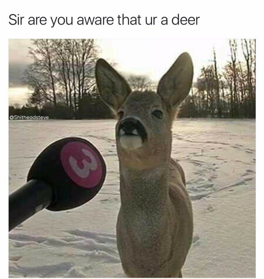 barksnrec's tweet photo. My mother once mentioned that I may be.
#deer #interview #bnrbc #barksnrecbc https://t.co/txWWidrWYm