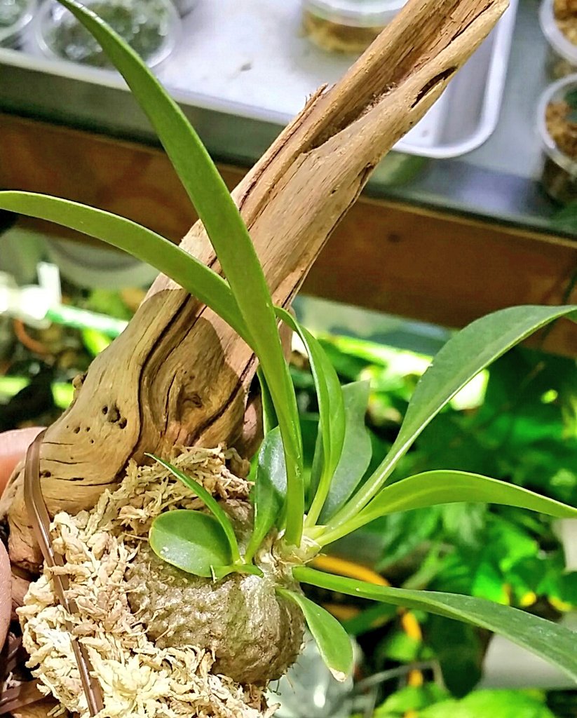 ミルメコディア Twitter Search Twitter