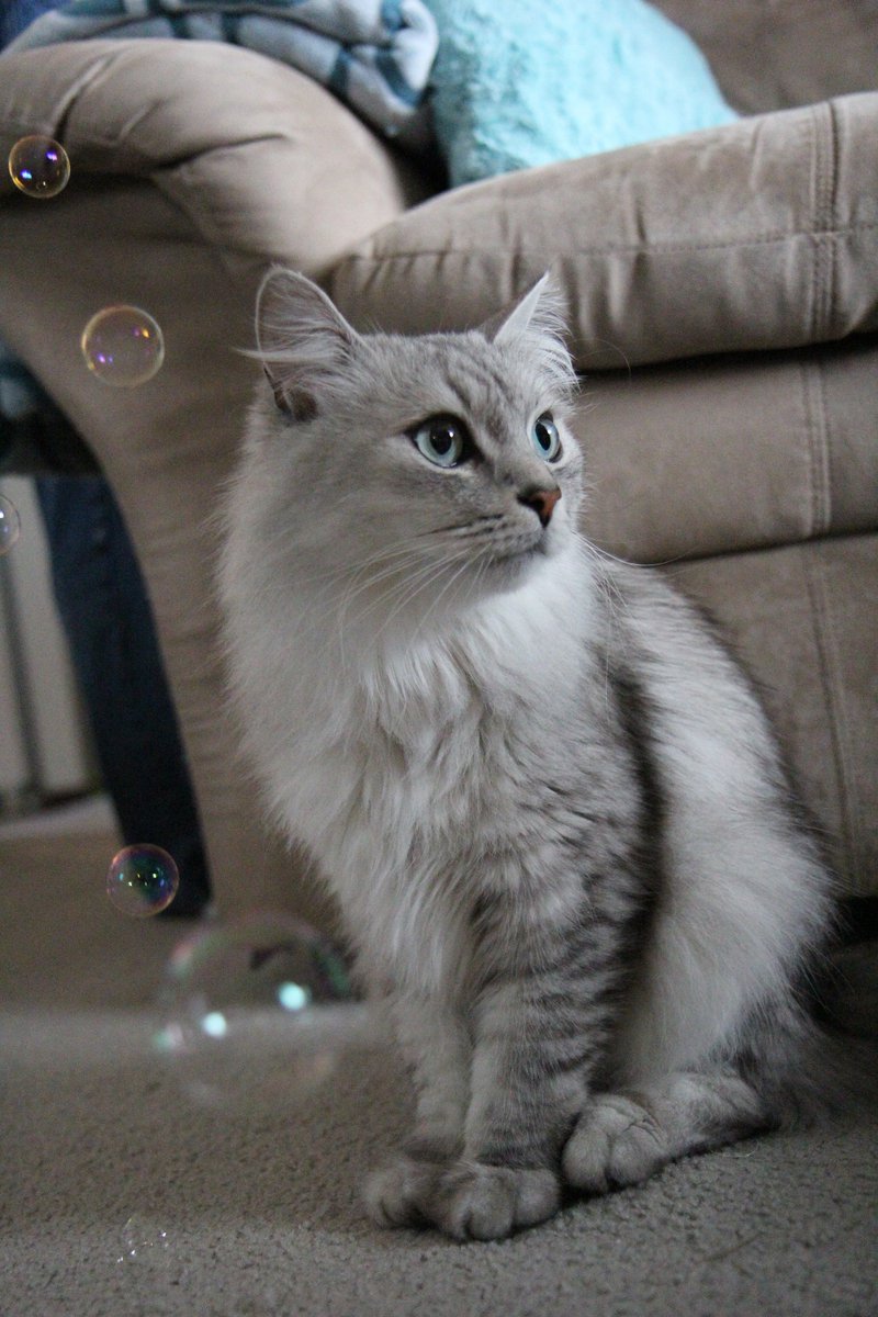 LKeindel's tweet photo. @Canada150In150 has a #catvideo competing! #CatsOfEdmonton #FizzleyBubbley #CatCon @YEGCatFest Please like the video. #RussianSiberianCat https://t.co/iUN4njcNx6