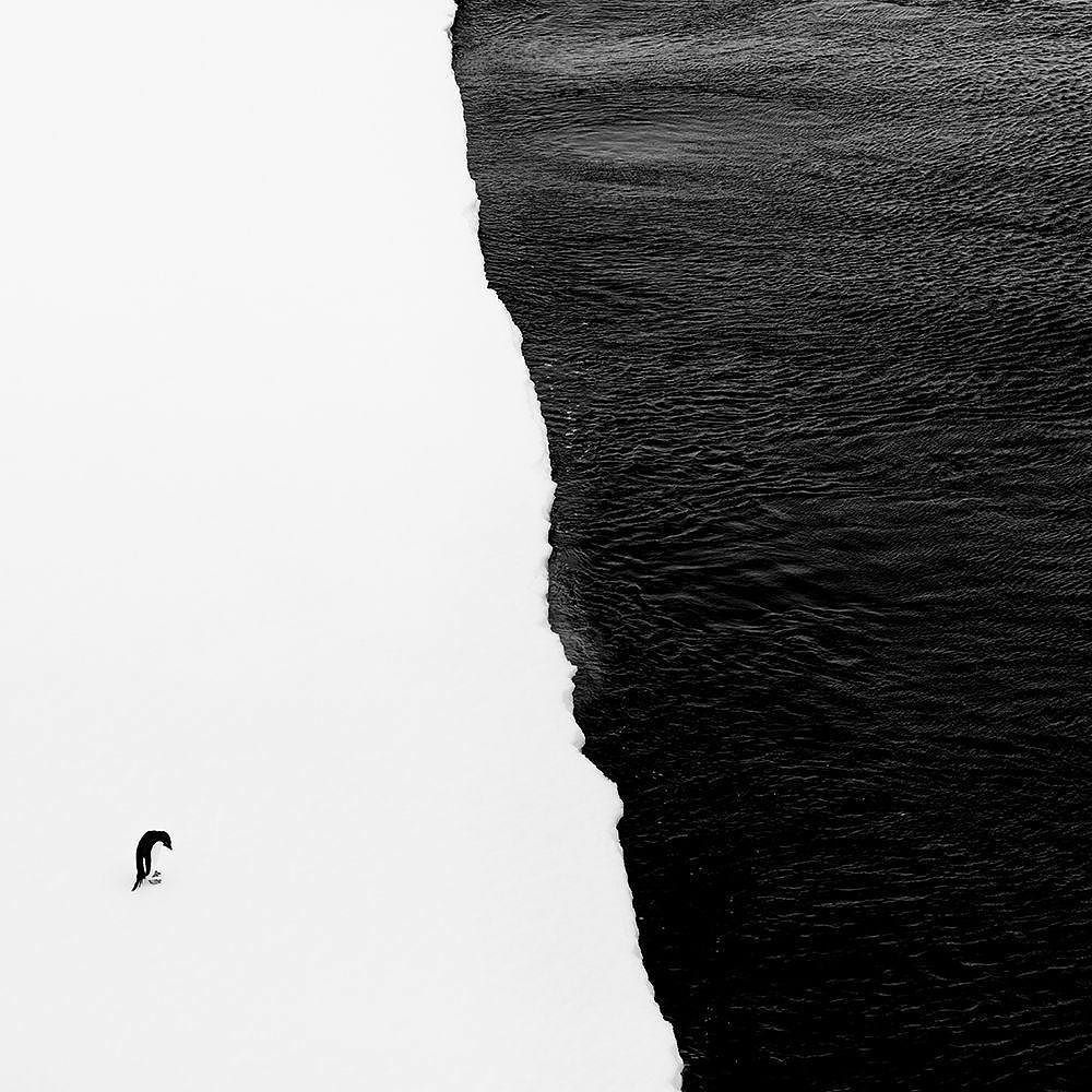 PaulZizkaPhoto's tweet photo. An Adelie penguin reaches the extent of the sea ice, Antarctica.

@oneoceanexp #OneOceanEx… https://t.co/pia75jIIrC https://t.co/sg1KNfzo9H
