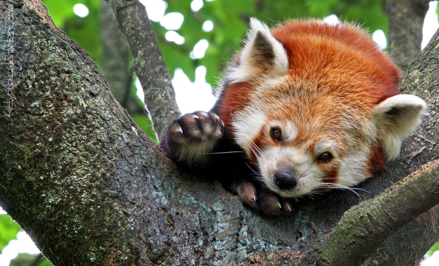 They are in trouble — want to help the Red Pandas? Come tonight and find out how! meetup.com/Arlington-Ruby…
