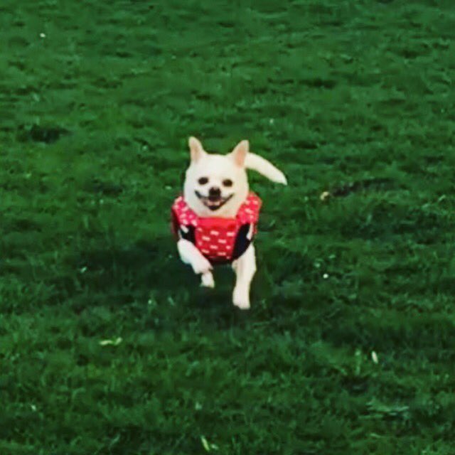 _PreciousPaws's tweet image. Happy Dogs = Happy Humans #cookie #frenchiex #daycare #leicester #dogs