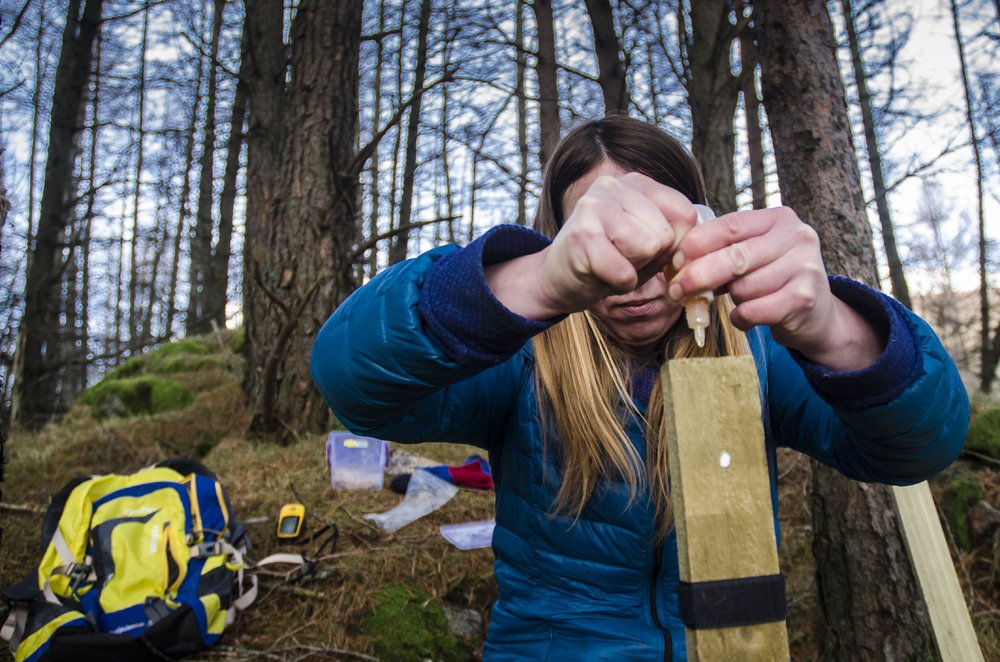 SaveOurWildcats's tweet photo. Local events coming up where we share the latest #scottishwildcat conservation work at https://t.co/aYCqOXizFQ #Aberdeenshire #strathavon https://t.co/O0KGh84Ykh