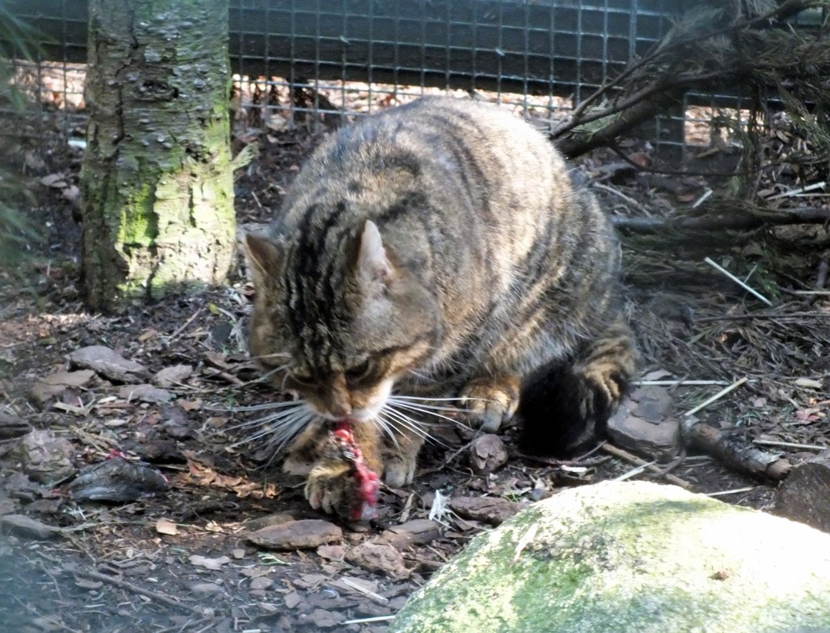 SaveOurWildcats's tweet photo. Local events coming up where we share the latest #scottishwildcat conservation work at https://t.co/aYCqOXizFQ #Aberdeenshire #strathavon https://t.co/O0KGh84Ykh