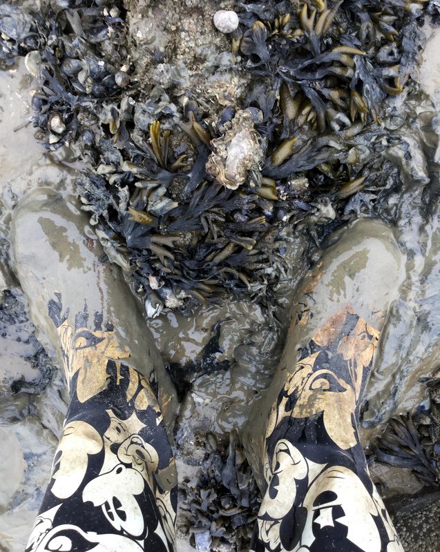 Sushiles's tweet photo. Zelf oesters rapen bij Cocksdorp op Texel, ze zijn wel vlijmscherp! #oesters #texel #vis https://t.co/fIKqyY5ItX