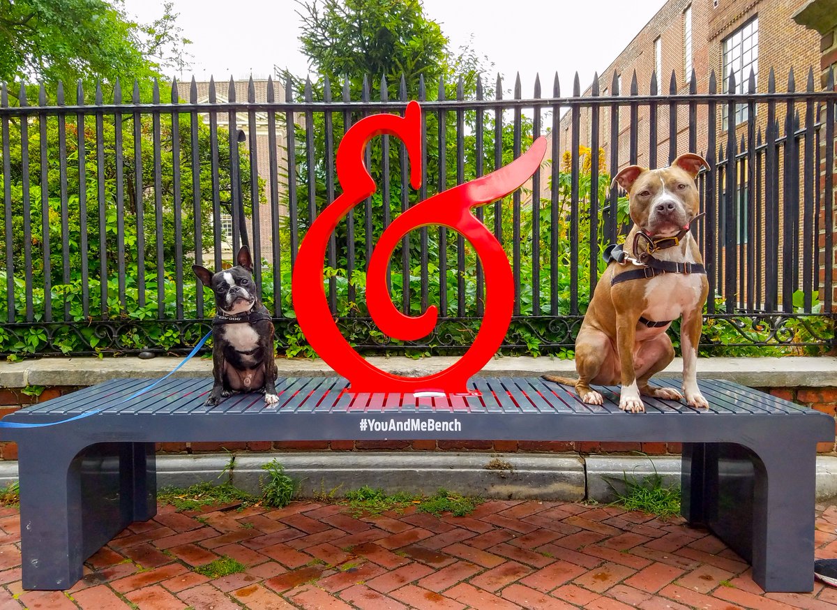 youandmebench's tweet photo. @TheEllenShow #puppies on the #youandmebench #dogs https://t.co/c9A6CtMWjW