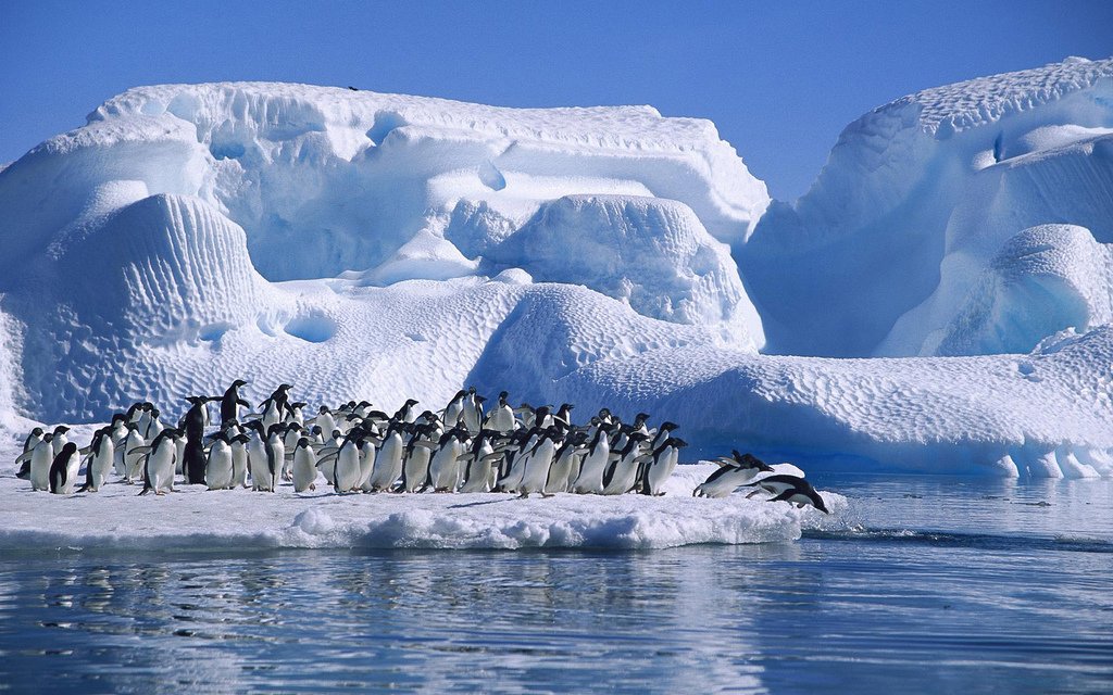 3.6 Million More Penguins Live in Antarctica Than Thought
thegwpf.com/3-6-million-mo…
