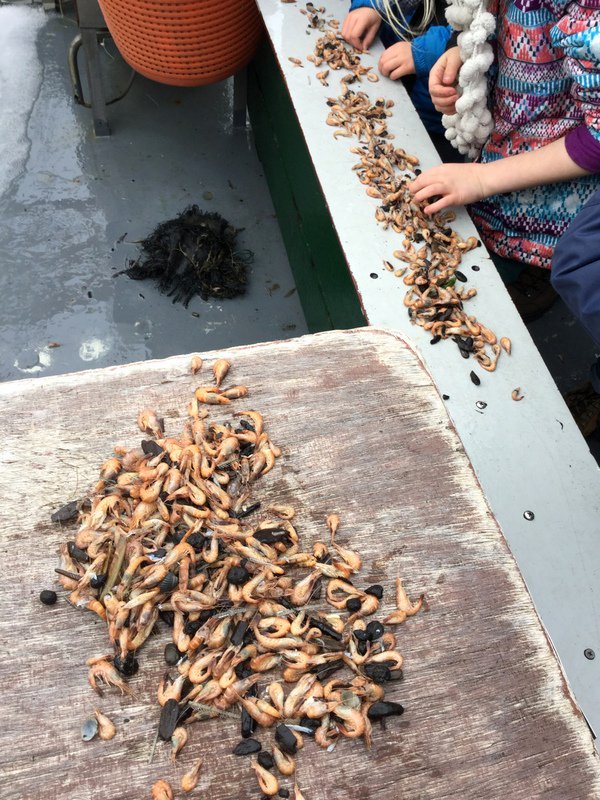 Sushiles's tweet photo. Garnalen vissen op Texel met de boot TX10 Emmie vanuit de haven van Oudeschild!
#texel #garnalen #vissen #boot #ambacht #visser #educatief https://t.co/fEDcv5L2H8