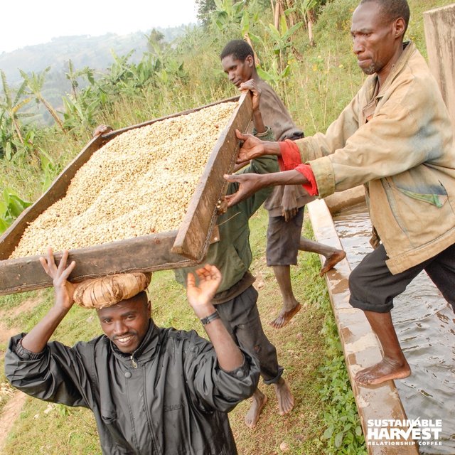 SHDavidG's tweet photo. Just-washed coffee making its way to drying tables at co-op Karaba, #Rwanda. @sustharv #RelationshipCoffee #SpecialtyCoffee #SpotOffering https://t.co/DyJb5OACu3