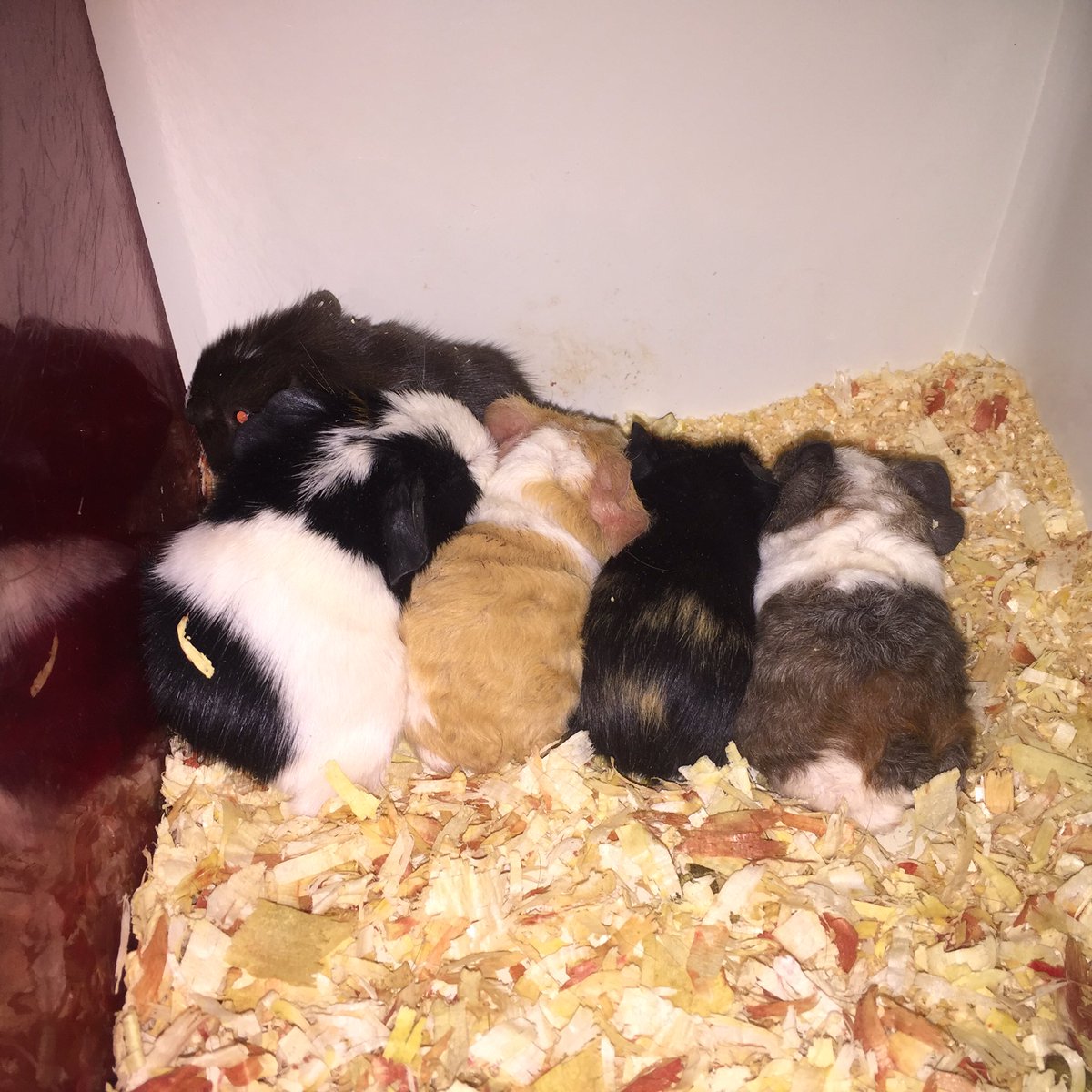 ENSCompanion's tweet photo. Babies! Bums! #hoursold #guineapigs https://t.co/9xAlpq9Q3a