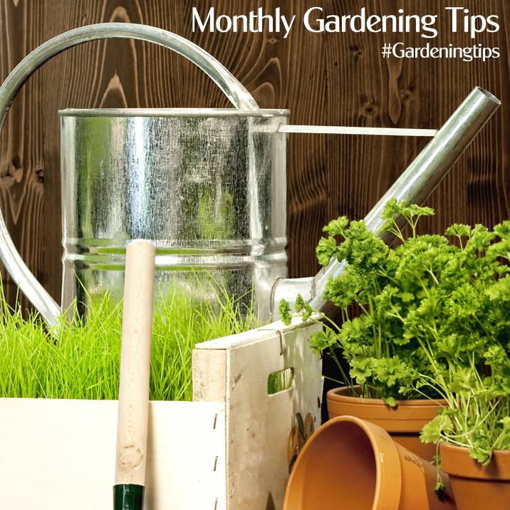 Scotsdales's tweet photo. Tips & advice on what to do in the #garden this month! #GardeingTips https://t.co/8Xce88U9AM https://t.co/astw06jQuQ