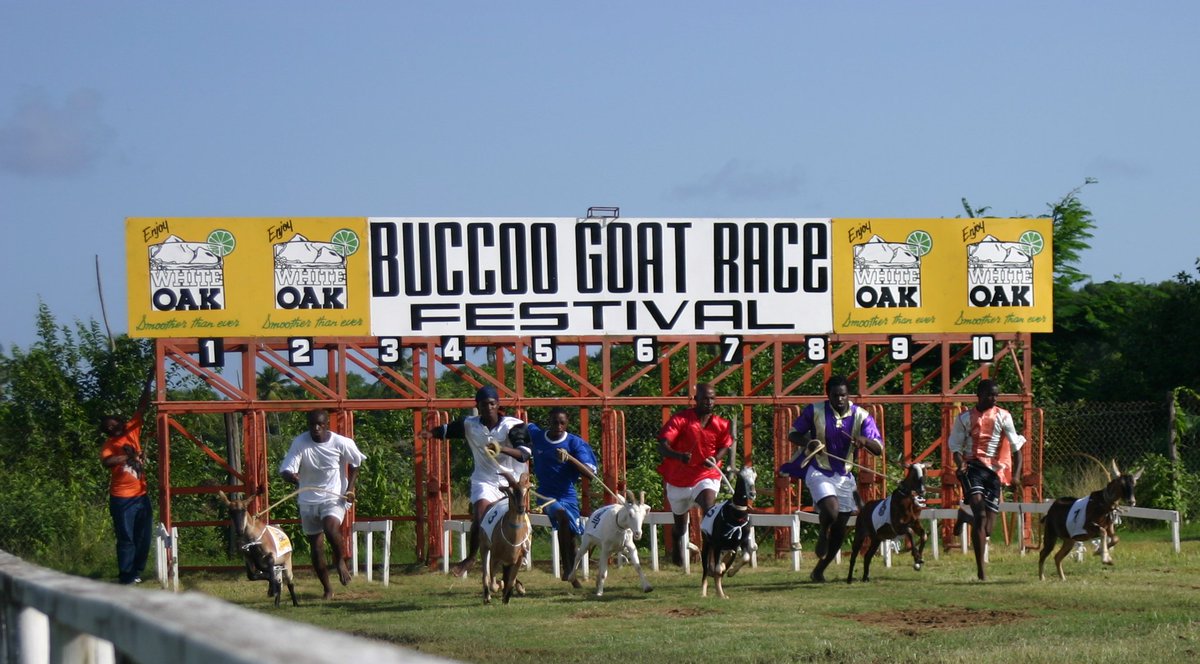 _LoveCaribbean's tweet photo. Goat Racing in #Tobago. #CaribbeanAdventure photo by @VisitTobago https://t.co/IkKE1bh378