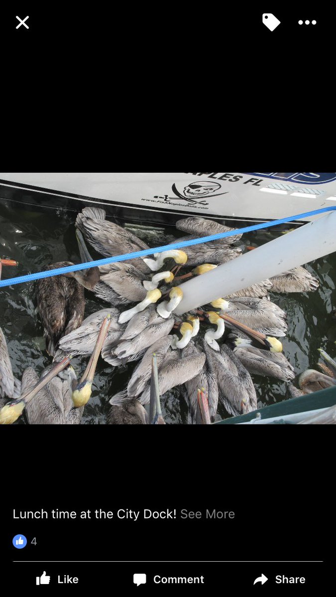 DalisFishing's tweet photo. Lunch time at city dock!
#feedingtime   #naplescitydock https://t.co/BChfiBhahU