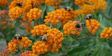 MichiganNLA's tweet photo. What is it? Wednesday #Trivia: This bee-friendly plant is the 2017 Perennial Plant of the Year. What is it? (Photo: North Creek Nurseries) https://t.co/GQkTZtT5oA