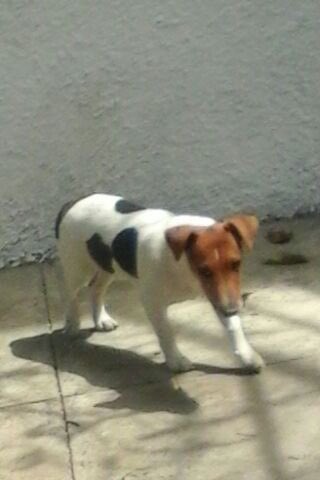 MascotasDeCalle tweet media