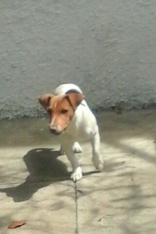 MascotasDeCalle tweet media