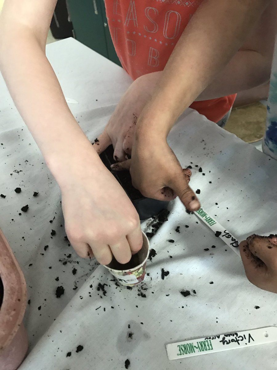 miss_conover's tweet photo. 3rdgraders &amp; I are working with the garden specialist to start our pea plant competition #lifescience #firstpeastothetable @EDtheScienceGuy https://t.co/1ei64VRJTK