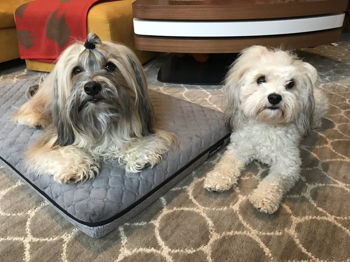 Rocco Havanese tweet media