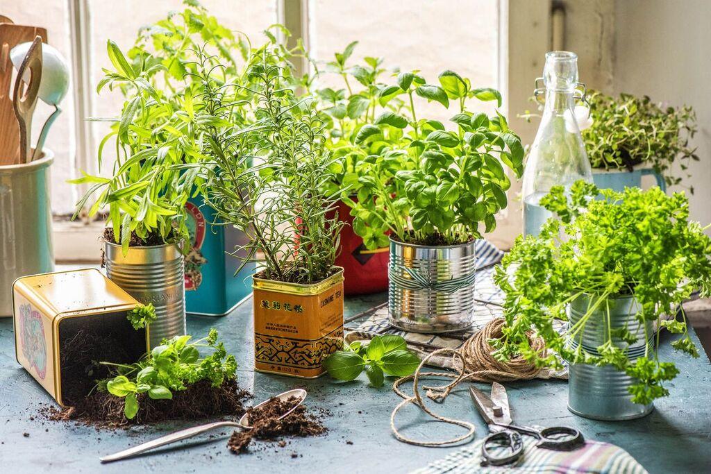 HelloFresh's tweet photo. #HelloFreshFact: Parsley is a natural breath freshener and rich source of
Vitamin K. #StayFresh #WednesdayWisdom https://t.co/gFlOr8vHqH