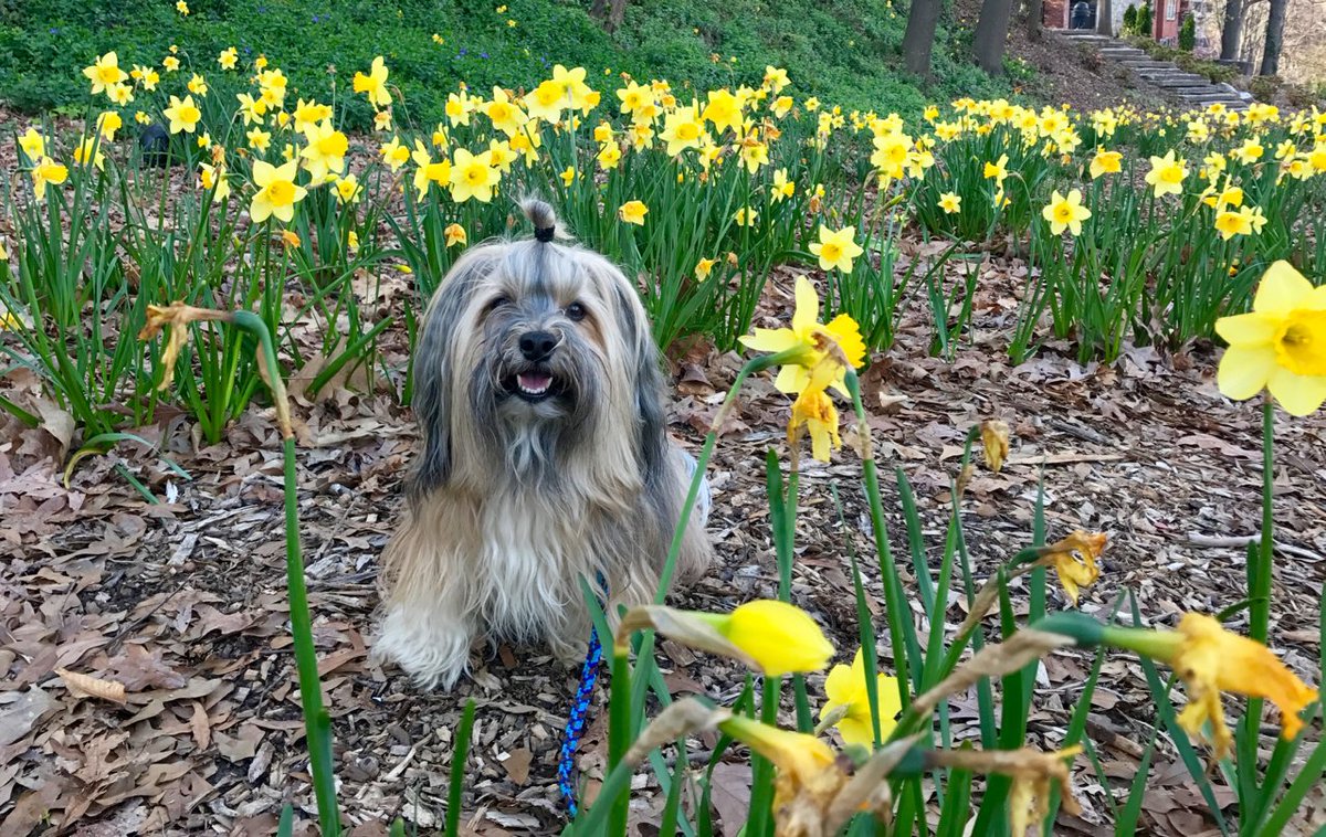 Rocco Havanese tweet media