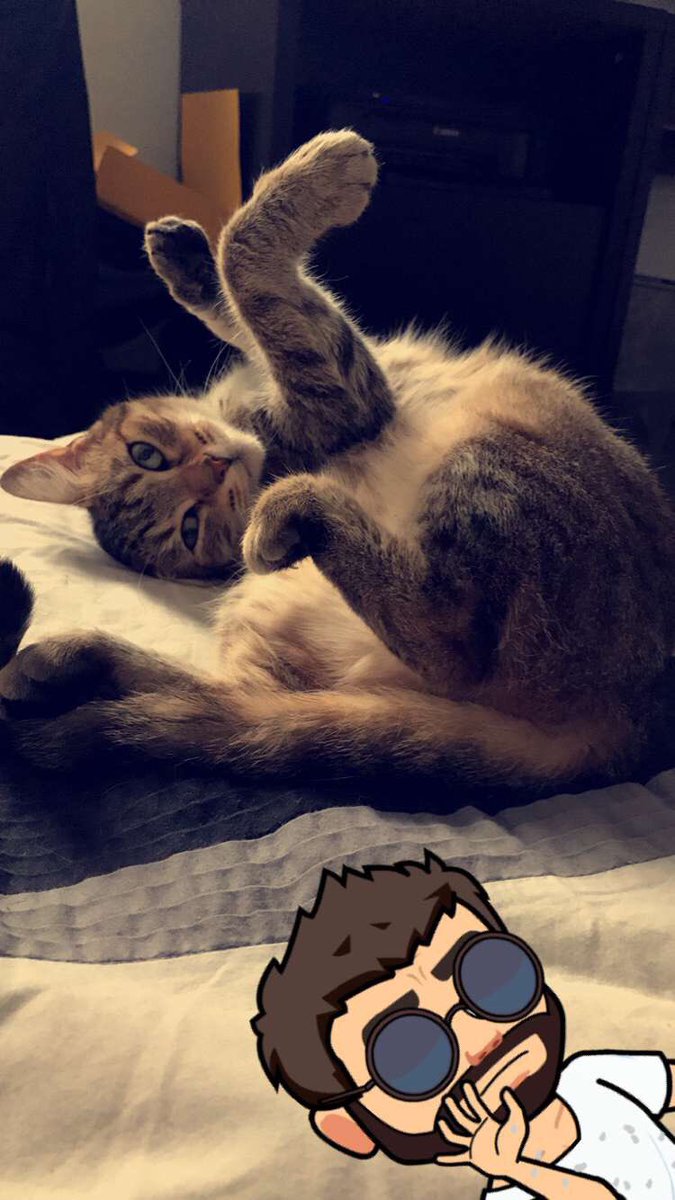 Mon chat Kimy 😅#saltbae