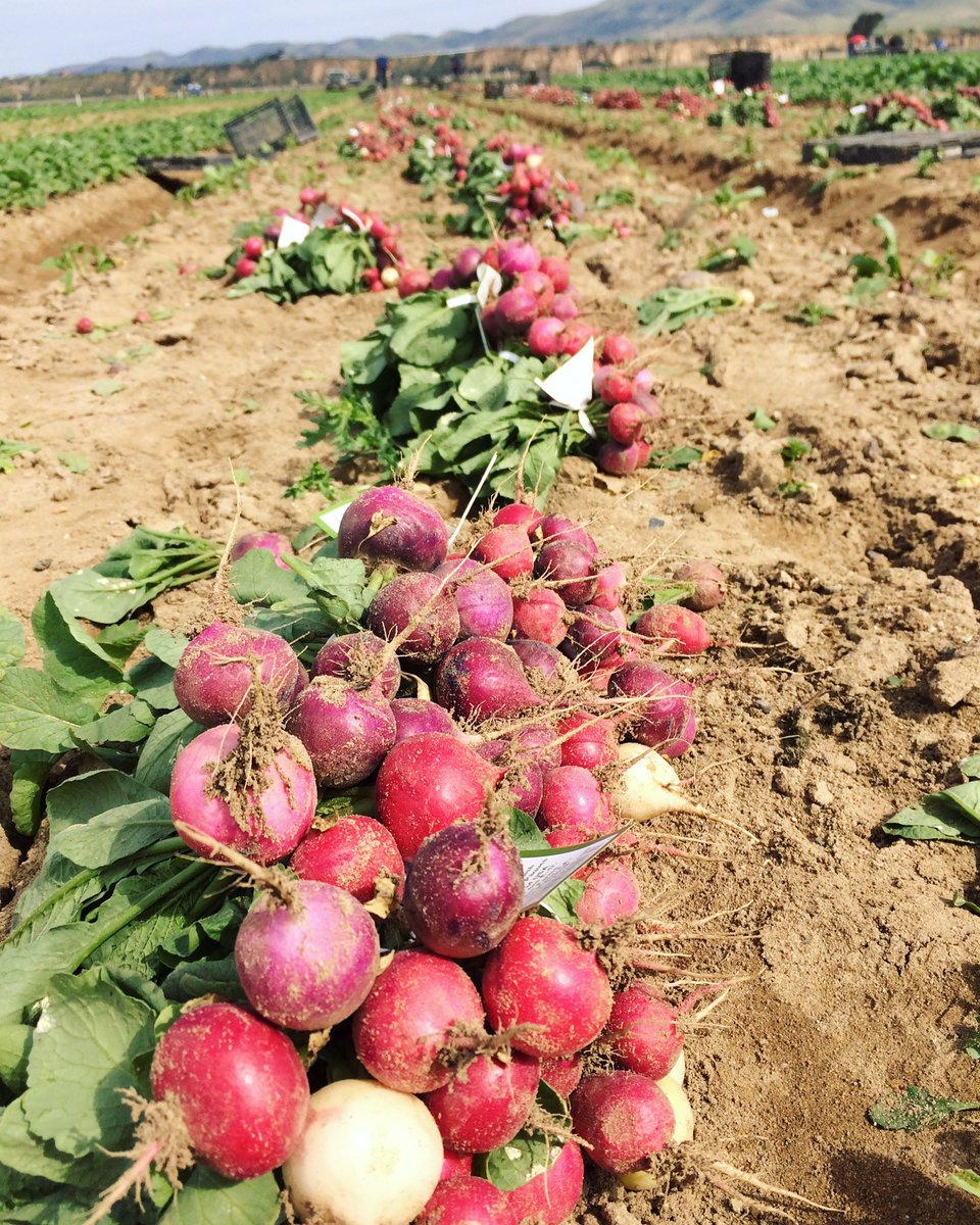BabeFarms's tweet photo. Radish harvest 😎 #farmlife #locallygrown #centralcoast https://t.co/wt4mBgnlCI
