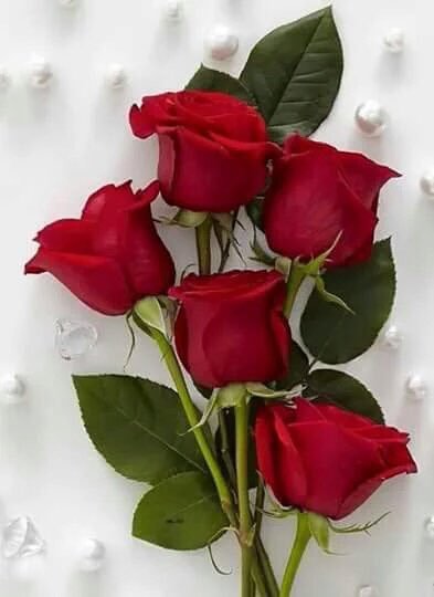 بعــض الأصــدقــاء.
 يُــشبـهــون النــهر فـي كــل شــيء. 
طهــر وعــذوبــه وارتــــواء.
#عاشق_الورد_100k_نجمه
 مبروووك
@fahmahmed338 
🌹🌹🌹