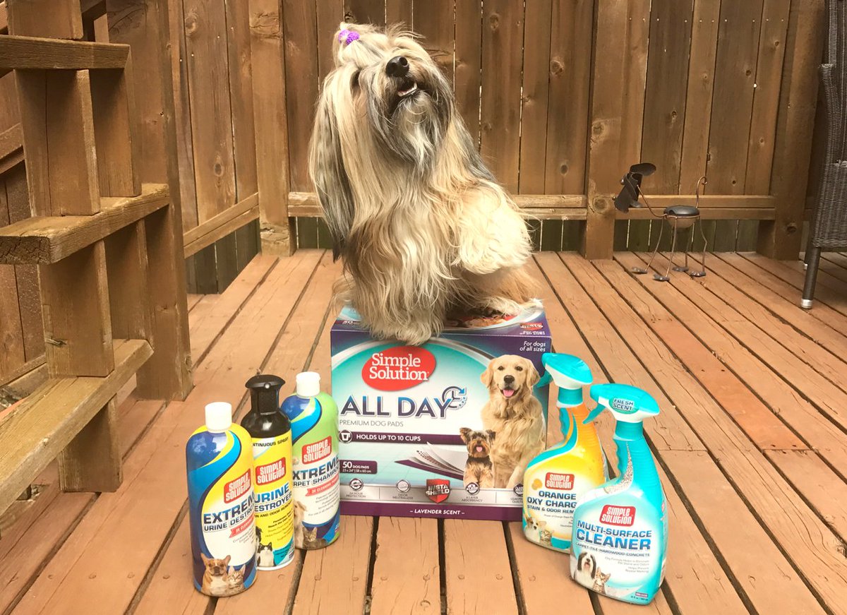 Rocco Havanese tweet media