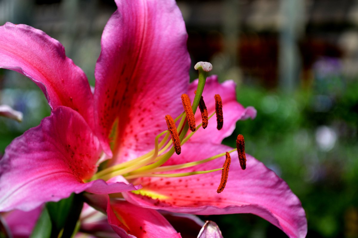 Which #lily would you want to watch bloom in your #garden? #flowers