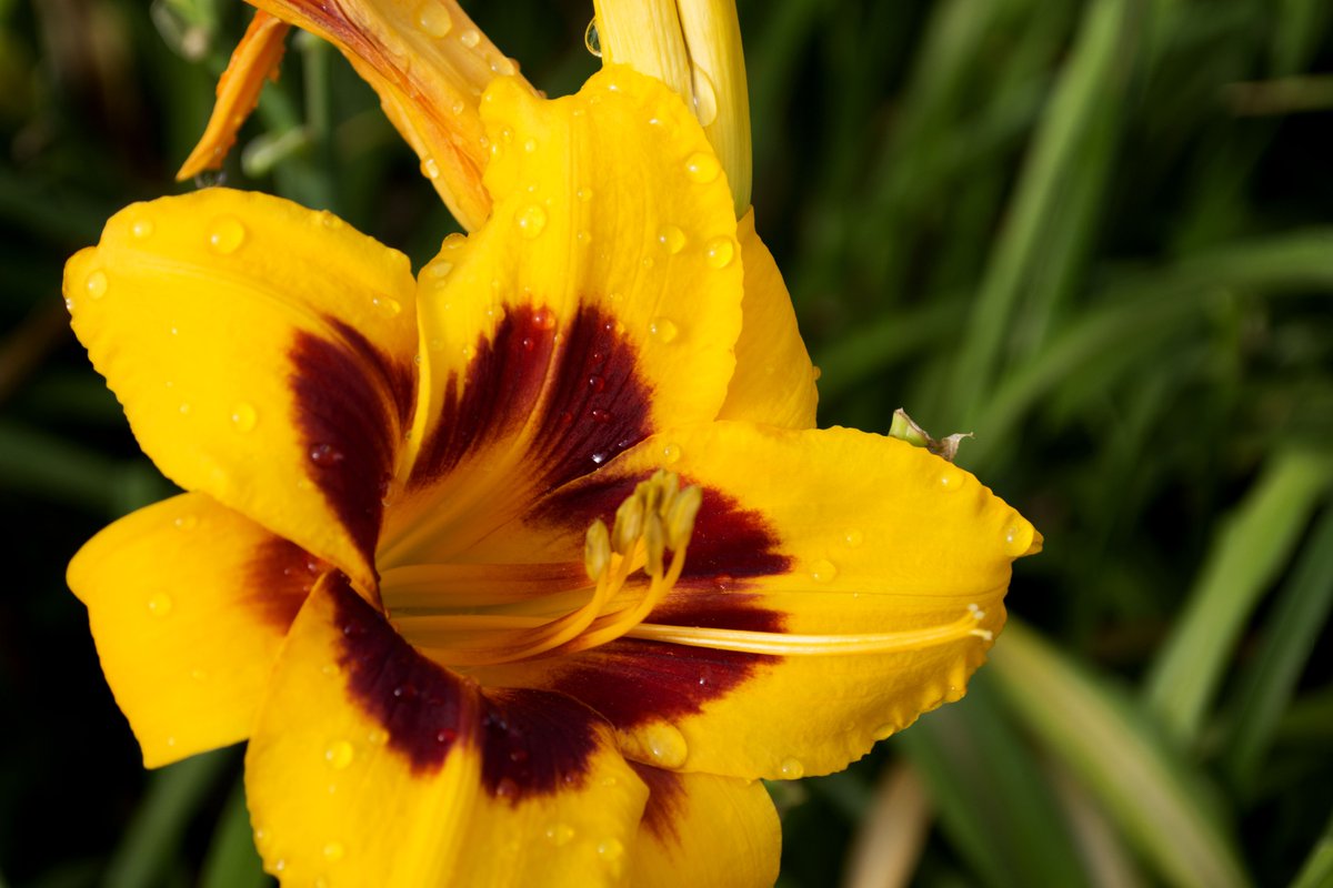 SheridNurseries's tweet photo. Which #lily would you want to watch bloom in your #garden? #flowers https://t.co/swSh5ioh98