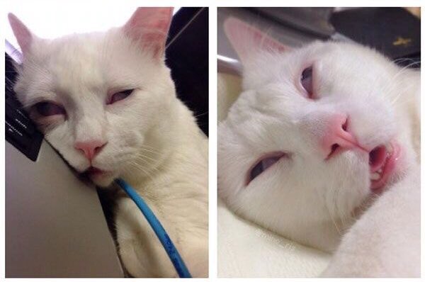 belisaurio's tweet image. Mientras tanto en la oficina de Belisaurio. 🙄