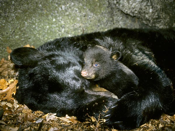 AmyRoseKathryn's tweet photo. I am beyond disgusted...
The U.S. Government Is Making It Legal To Shoot Hibernating Bear Families In Their Dens https://t.co/VtS6lVpqlb https://t.co/KtWmUNp1Uh