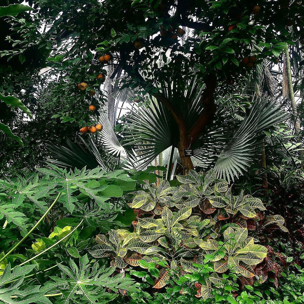 TimeOutChicago's tweet photo. Warming up &amp; pretending to be in the tropics at the Lincoln Park Conservatory. 🌱🌿🌱
#timeou… https://t.co/67HQghThC3 https://t.co/6kPDtW6doW