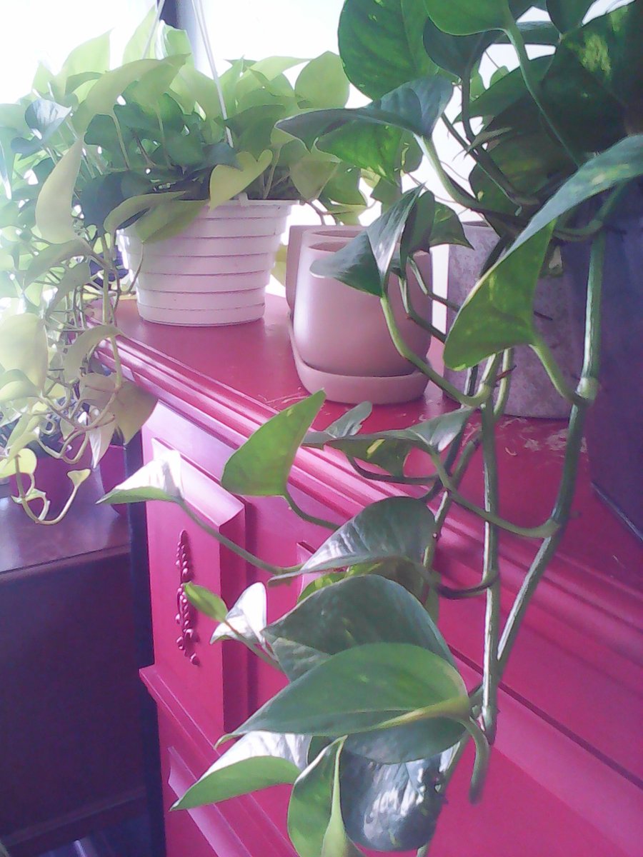 Flowers By Kay (@flowersbykay1) on Twitter photo 