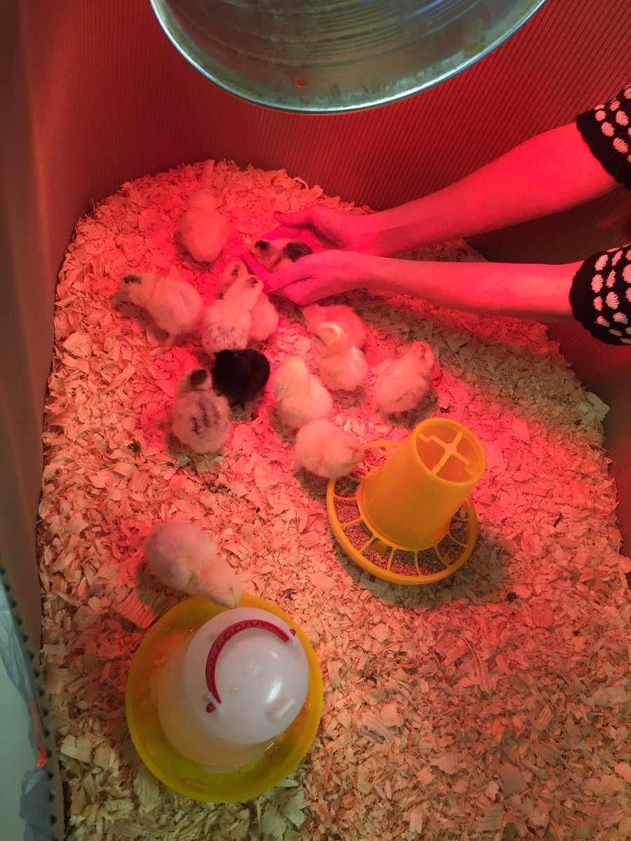 CastleHSKnights's tweet photo. Baby chicks hatched in the Ag room.
#LegitTweet https://t.co/J2P9oh0pXt