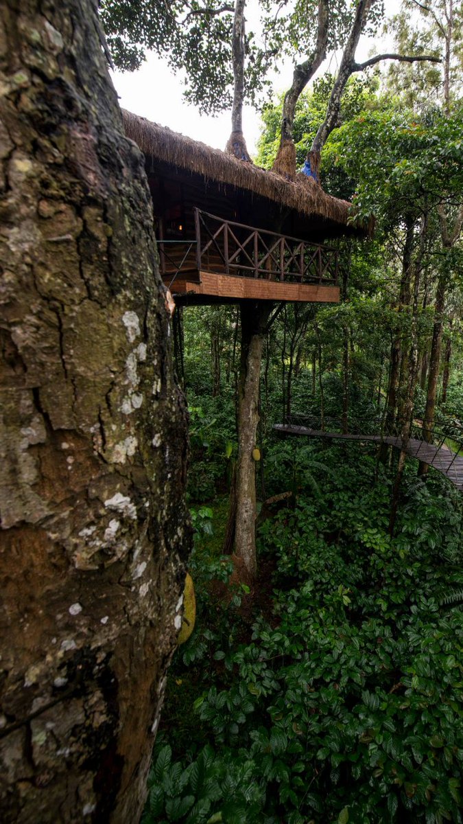 PepperTrail's tweet photo. We couldnt agree more!
Thanks @ArchDigestIndia!
#PepperTrail #TreeHouse #Wayanad #Kerala @KeralaTourism
https://t.co/YROhTEKxO7 https://t.co/U0hJo3qwvn