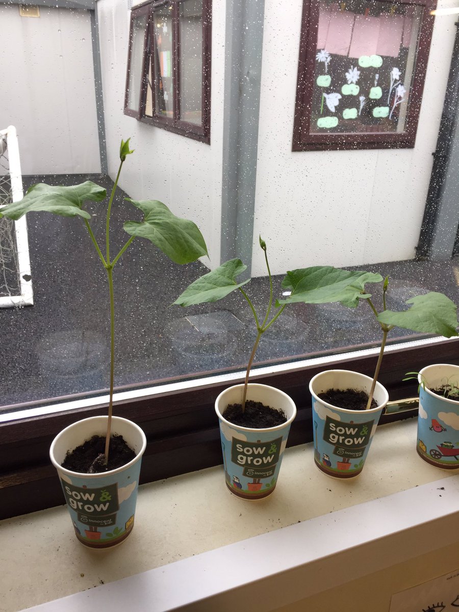 GannonRK's tweet photo. #sowandgrowIE @giyireland this is some race with our runner beans #lovegrowing #stpatricksps https://t.co/iGOmBj9WE4