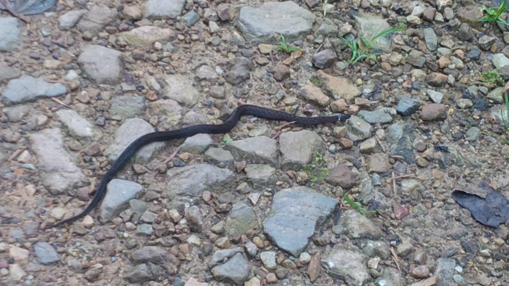 CyamudongoF's tweet photo. 😳 a snake..... https://t.co/36ae3pHAZK