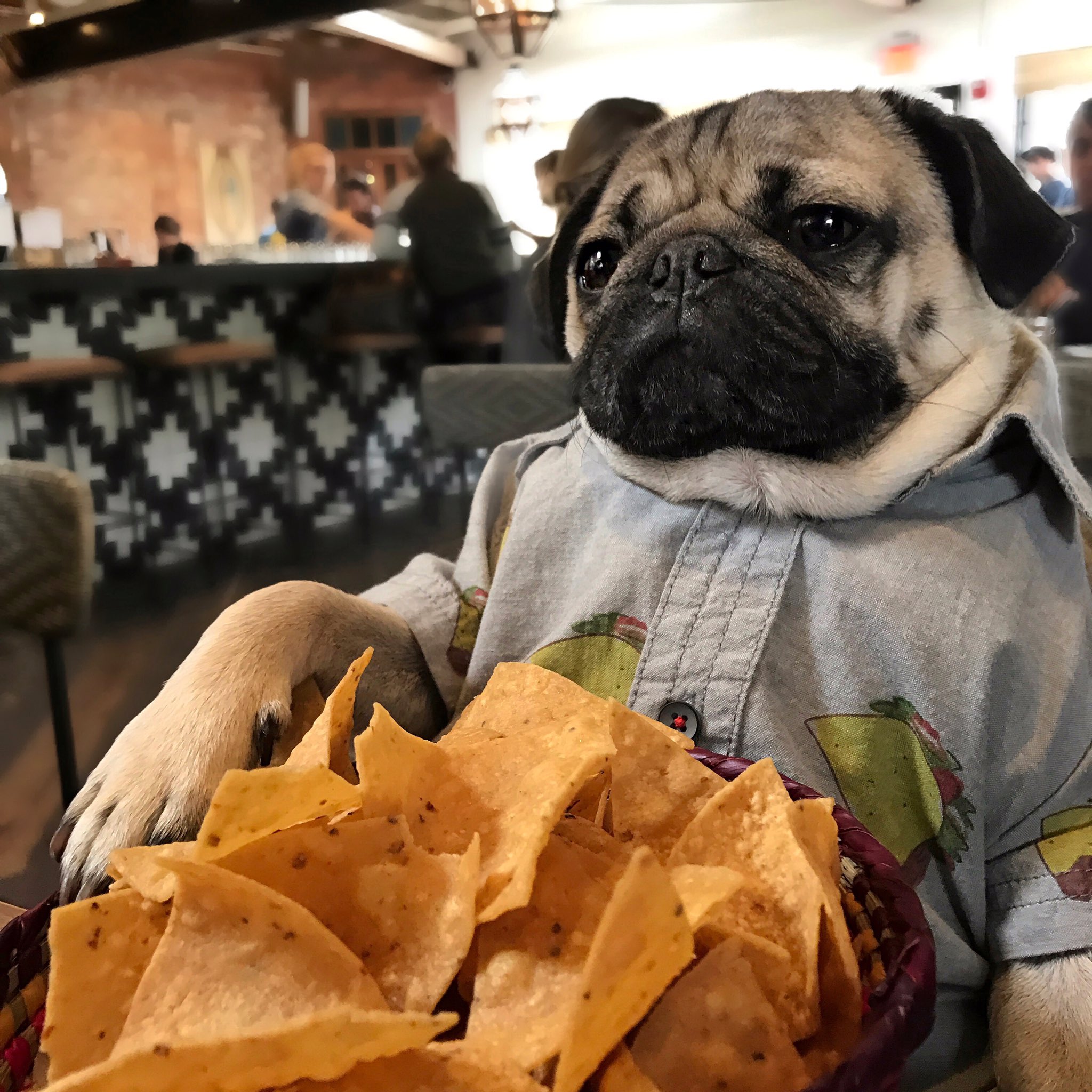 PBP PFL Super Fights Battle of the Giants Ngannou vs Ferreira